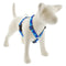 Lupine Reflective Roman Dog Harness 1" Wide 24"-38" Girth Blue Paws - Poudre Pet and Feed Supply